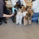 다시사랑받개 이미지