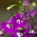 로벨리아(lobelia) 이미지