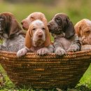 가능동물병원 이미지