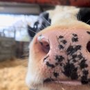 어질농장 이미지