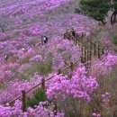 [공지취소]2023년 4월 15일(토) ~ 4월 16일(일) 토요무박 천상의 화원 비슬산 참~꽃이쁘다 이미지