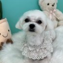 멍블리즈 이미지