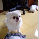 설이얼음