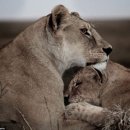 나우동물의료센터 이미지