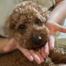 달곰달곰 이미지