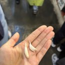 타이베이 예스폭지 버스투어 솔직후기(예류, 스펀폭포, 지우펀)