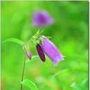 초롱꽃공원 이미지