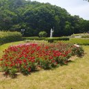 바다와 장미, 그리고 불고기 -, 울산 대왕암(大王岩) &amp; 장미축제! 이미지