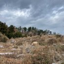 영주고등학교 (영주고 입구방면) | [아침미소목장] 제주 - 먹어본 유제품 중 1등/동물복지/요구르트/카이막 세트/그릭요거트/송아지 먹이...