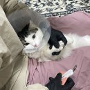 골골탬버린클럽 이미지