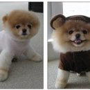 예쁜강아지 이미지