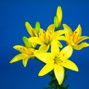 나리테이블 이미지