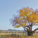 영풍 단촌리 느티나무 이미지