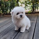 아이러브독 강아지분양 부천점 이미지