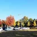 파주로 은행나무길 이미지