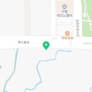 선학모밀 이미지