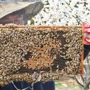 한라산 제2농장 이미지