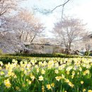 노란거북이 이미지