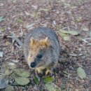 씨유 구미 별빛공원점 | 시드니 페더데일 동물원 오픈런 생생 후기 (+셔틀 정보 &amp; 먹이주기)