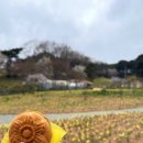 서산소나무힐링 | 4월 수선화 개화시기 서산 유기방가옥 축제 입장료 할인 후기