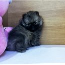 대구강아지분양 대구고양이분양 도그하우스대구점 | 대구강아지분양 특별한 내 가족