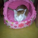 고미발톱 이미지