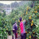 안당농장 이미지