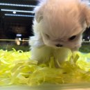 멍멍이냥 강아지분양 이미지