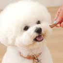 페피 밀(PEPPY MEAL) 이미지