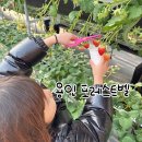 블루베리사슴농장 | 방학때갈만한 서울근교 딸기체험농장 포레스트벨