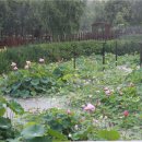 버드나무 이미지