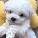 버디독 강아지분양 안심분양센터 시흥점 이미지