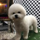 초량애견 이미지