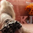 마리애견 이미지