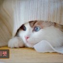 두이펫 네이버블로그