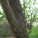 신갈나무(참나무과)Quercus mongolica 이미지