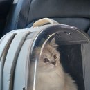 부산고양이미용&호텔 냥스타그램 | 부산 고양이 무마취미용 고양이주택 페르시안친칠라 장묘종 미용 N년째 믿고 맡기는 후기