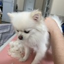 폴리파크김천 | 사탕이 셀프미용 후기