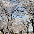 반석천 | 대전 벚꽃 명소 반석천 벚꽃길 오늘 개화 상태