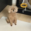 대구 참사랑 산후도우미 업체 신생아 케어 15일 이용후기