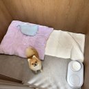 개중목욕탕 이미지