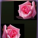 카페링크 이미지