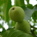 호두나무 이미지