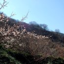 청매실농원 이미지