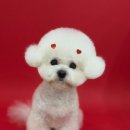 댕실댕실 이미지