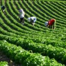 정한농장 이미지