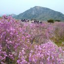 전국 진달래 10선 중 한 곳 - " 화려한 참꽃축제 산행 " - ( 왕초보 코스 있음 ) 이미지