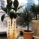 더블유수약국 이미지