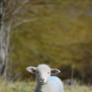 초원숲속가든 이미지