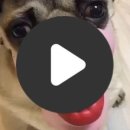 DOG&U 이미지